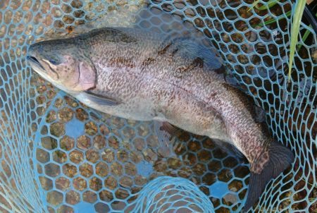 平日はミノーイングが楽しい！ ～フィッシン…